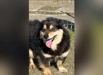 Kleine Maggie sucht ihr Glück