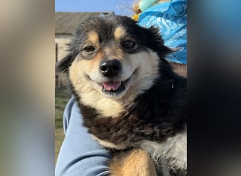 Kleine Maggie sucht ihr Glück