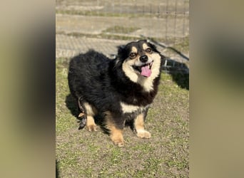 Kleine Maggie sucht ihr Glück