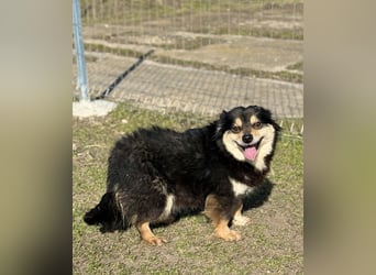 Kleine Maggie sucht ihr Glück