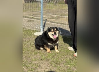 Kleine Maggie sucht ihr Glück