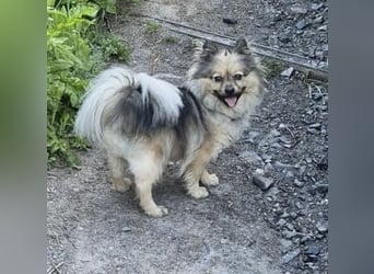 Teddy, kleine Schmusebacke sucht neues Zuhause