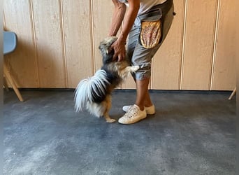 Teddy, kleine Schmusebacke sucht neues Zuhause