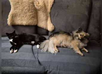 Teddy, kleine Schmusebacke sucht neues Zuhause