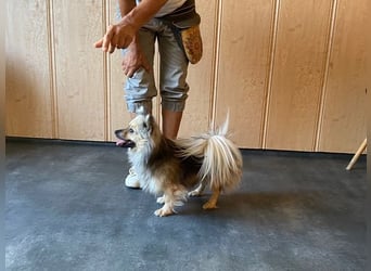 Teddy, kleine Schmusebacke sucht neues Zuhause