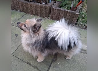 Teddy, kleine Schmusebacke sucht neues Zuhause