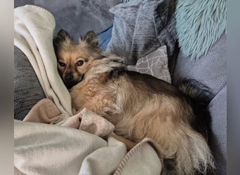 Teddy, kleine Schmusebacke sucht neues Zuhause