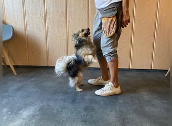 Teddy, kleine Schmusebacke sucht neues Zuhause