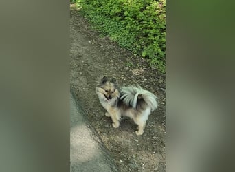 Teddy, kleine Schmusebacke sucht neues Zuhause