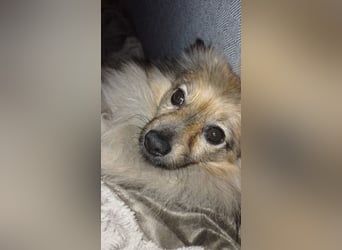 Teddy, kleine Schmusebacke sucht neues Zuhause