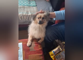 Teddy, kleine Schmusebacke sucht neues Zuhause