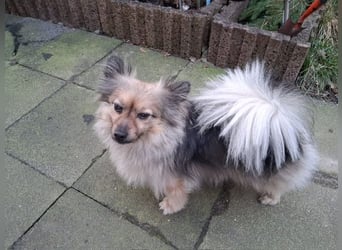 Teddy, kleine Schmusebacke sucht neues Zuhause