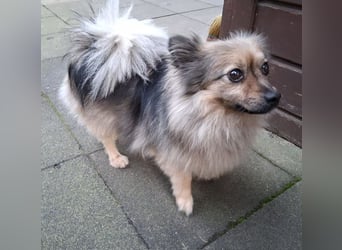 Teddy, kleine Schmusebacke sucht neues Zuhause