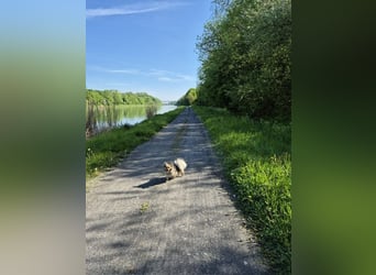 Teddy, kleine Schmusebacke sucht neues Zuhause