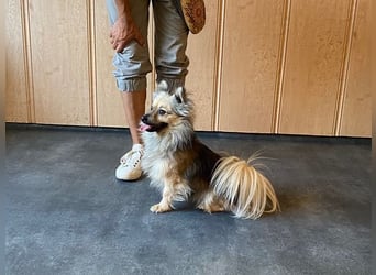 Teddy, kleine Schmusebacke sucht neues Zuhause