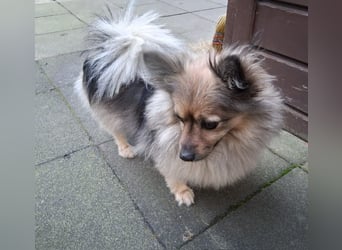 Teddy, kleine Schmusebacke sucht neues Zuhause