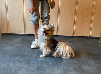 Teddy, kleine Schmusebacke sucht neues Zuhause