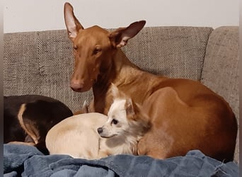 Hilli, ein kleines zartes Schneeflöckchen