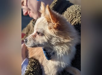 Hillary, eine süße Hündin