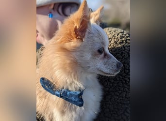 Hillary, eine süße Hündin