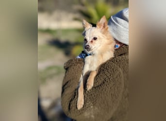 Hillary, eine süße Hündin