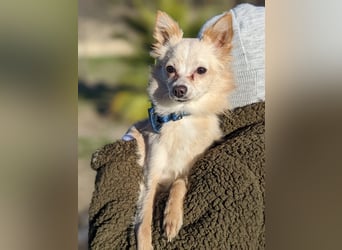 Hillary, eine süße Hündin