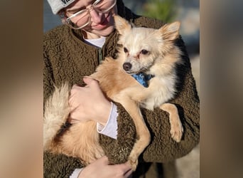 Hillary, eine süße Hündin