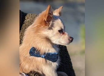 Hillary, eine süße Hündin