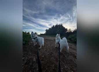 Leo und Poldo: wer verliebt sich in einen Wuschel