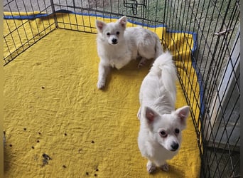 Leo und Poldo: ein Herz und eine Seele Leo und Poldo: ein Herz und eine Seele