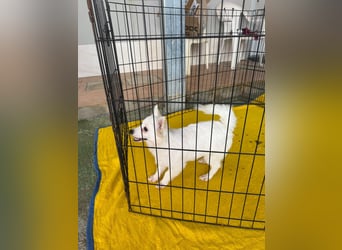 Leo und Poldo: ein Herz und eine Seele Leo und Poldo: ein Herz und eine Seele