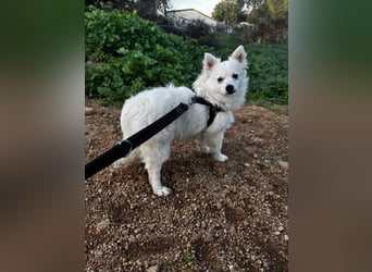 Leo und Poldo: wer verliebt sich in einen Wuschel