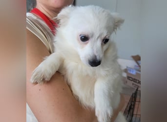 Leo und Poldo: ein Herz und eine Seele Leo und Poldo: ein Herz und eine Seele