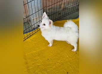 Leo und Poldo: ein Herz und eine Seele Leo und Poldo: ein Herz und eine Seele