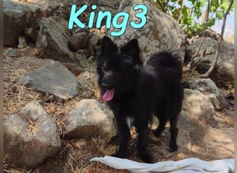 King3 geb. 09/2015 (ESP) - freundlicher, menschenbezogener Hundeschatz sucht sein Zuhause!
