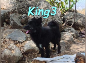 King3 geb. 09/2015 (ESP) - freundlicher, menschenbezogener Hundeschatz sucht sein Zuhause!