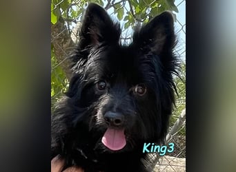 King3 geb. 09/2015 (ESP) - freundlicher, menschenbezogener Hundeschatz sucht sein Zuhause!