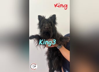 King3 geb. 09/2015 (ESP) - freundlicher, menschenbezogener Hundeschatz sucht sein Zuhause!