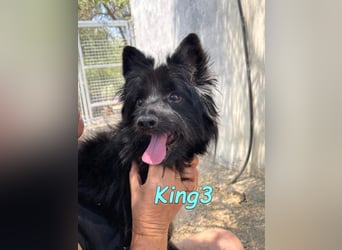 King3 geb. 09/2015 (ESP) - freundlicher, menschenbezogener Hundeschatz sucht sein Zuhause!