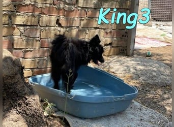 King3 geb. 09/2015 (ESP) - freundlicher, menschenbezogener Hundeschatz sucht sein Zuhause!