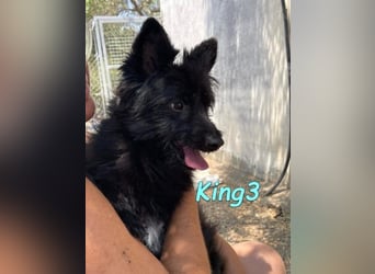 King3 geb. 09/2015 (ESP) - freundlicher, menschenbezogener Hundeschatz sucht sein Zuhause!