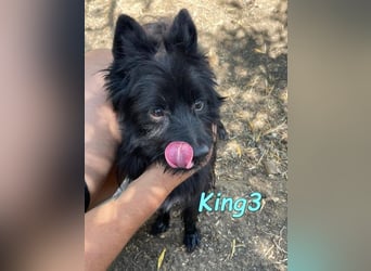 King3 geb. 09/2015 (ESP) - freundlicher, menschenbezogener Hundeschatz sucht sein Zuhause!