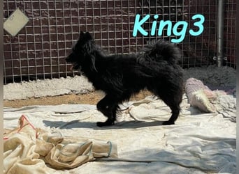 King3 geb. 09/2015 (ESP) - freundlicher, menschenbezogener Hundeschatz sucht sein Zuhause!
