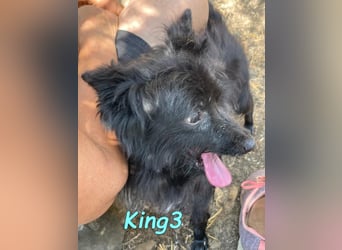 King3 geb. 09/2015 (ESP) - freundlicher, menschenbezogener Hundeschatz sucht sein Zuhause!