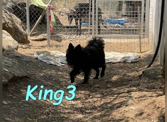 King3 geb. 09/2015 (ESP) - freundlicher, menschenbezogener Hundeschatz sucht sein Zuhause!
