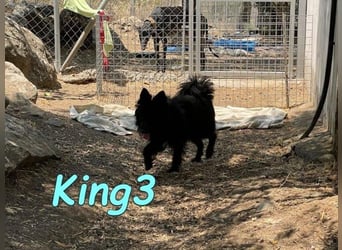 King3 geb. 09/2015 (ESP) - freundlicher, menschenbezogener Hundeschatz sucht sein Zuhause!