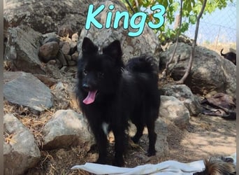 King3 geb. 09/2015 (ESP) - freundlicher, menschenbezogener Hundeschatz sucht sein Zuhause!