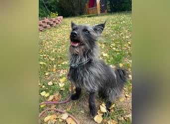 Stitch, Pomeranien-Mix, geb. 2015, su.erfahrenes Zuhause