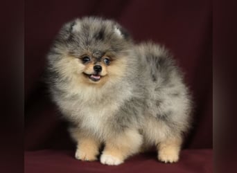 Pomeranian Zwergspitz Welpen kleine Flauschbärchen zum Verlieben