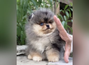 Pomeranian Zwergspitz Welpen kleine Flauschbärchen zum Verlieben